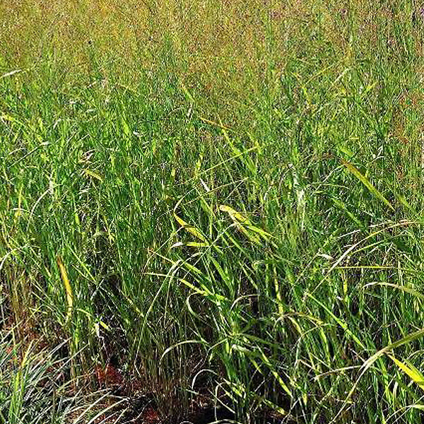 ARBORIX - 6 x Panic effilé 'Strictum compactum' - Panicum virgatum 'Strictum'  - godet 9cm x 9cm - large
