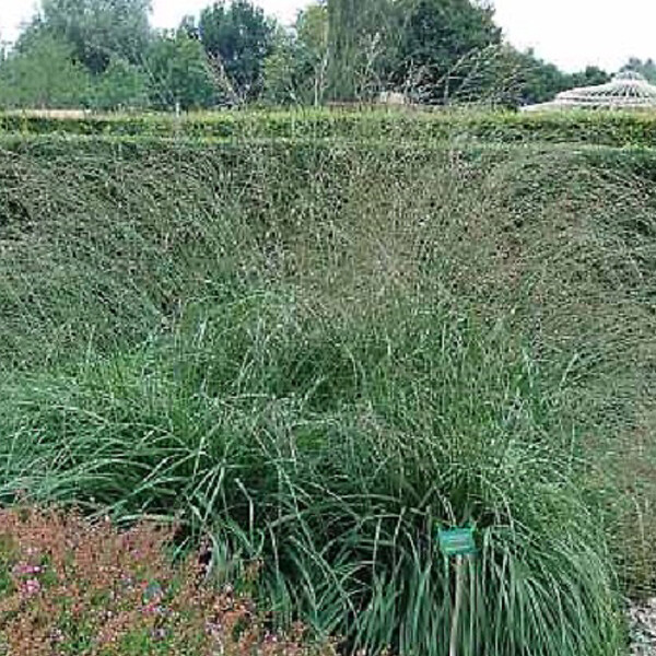 ARBORIX - 6 x Molinie 'Karl Foerster' - Molinia Arundinacea 'Karl Foerster'  - godet 9cm x 9cm - large