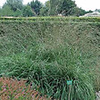 ARBORIX - 6 x Molinie 'Karl Foerster' - Molinia Arundinacea 'Karl Foerster'  - godet 9cm x 9cm - vignette