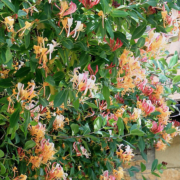 ARBORIX - 2 x Chèvrefeuille grimpant 'Gold Flame' - Lonicera heckrottii 'Gold Flame'  - 50-60 cm pot - large