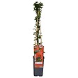 LA GREEN TOUCH - Buisson Pyracantha coccinea 'Colonne rouge' - vignette