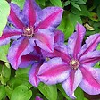 ARBORIX - 2 x Clématite 'Mrs N. Thompson' - Clematis 'Mrs N. Thompson'  - 50-60 cm pot - vignette