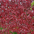 ARBORIX - 2 x Vigne vierge de virginie 'Engelmannii' - Parthenocissus quinquefolia 'Engelmannii'  - 50-60 cm pot - vignette