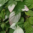 ARBORIX - 2 x Actinidier panaché - Actinidia kolomikta  - 50-60 cm pot - vignette