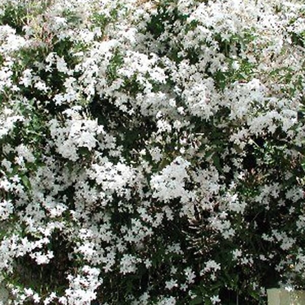 ARBORIX - Jasmin commun - Jasminum Officinale  - 50-60 cm pot - large