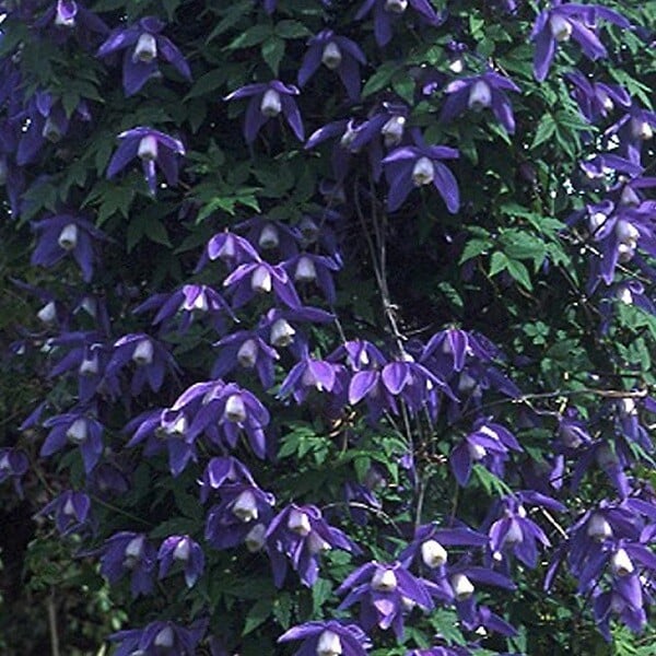 ARBORIX - 2 x Clématite des Alpes 'Frankie' - Clematis alpina 'Frankie'  - 50-60 cm pot - large