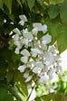 LA GREEN TOUCH - Glycine Blanche - vignette