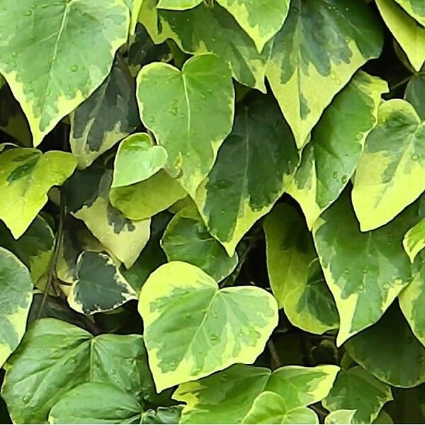 ARBORIX - 2 x Lierres de colchide 'Sulphur Heart' - Hedera Colchica 'Sulphur Heart'  - 50-60 cm pot - large