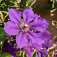 ARBORIX - 2 x Clématite 'Gipsy Queen' - Clematis 'Gipsy Queen'  - 50-60 cm pot - vignette