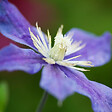 ARBORIX - Clématite 'Arabella' - Clematis 'Arabella'  - 50-60 cm pot - vignette