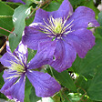 ARBORIX - 2 x Clématite 'Rhapsody' - Clematis 'Rhapsody'  - 50-60 cm pot - vignette