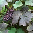 ARBORIX - 2 x Vigne des teinturiers - Vitis vinifera 'Purpurea'  - 60-80 cm pot - vignette