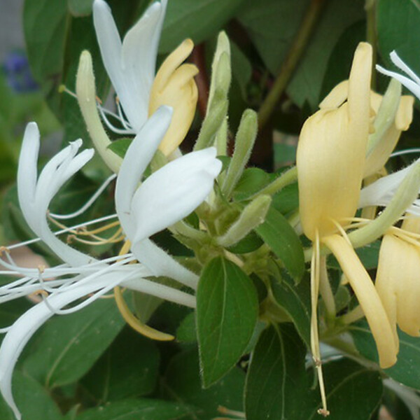 ARBORIX - 2 x Chèvrefeuille du Japon - Lonicera japonica 'Hall's Prolific'  - 50-60 cm pot - large