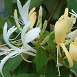 ARBORIX - 2 x Chèvrefeuille du Japon - Lonicera japonica 'Hall's Prolific'  - 50-60 cm pot - vignette