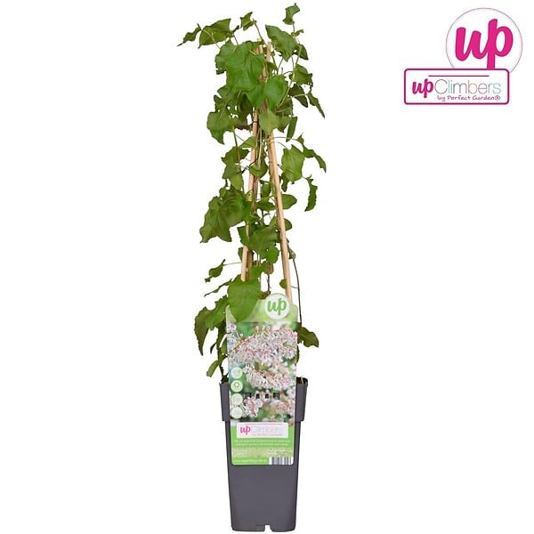 LA GREEN TOUCH - Fallopia baldschuanica - large