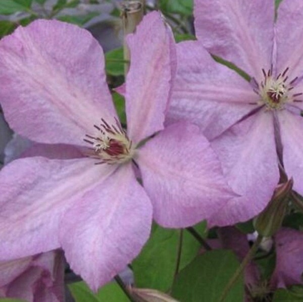 ARBORIX - 2 x Clématite des montagnes - Clematis 'Margaret Hunt'  - 50-60 cm pot - large
