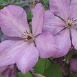 ARBORIX - 2 x Clématite des montagnes - Clematis 'Margaret Hunt'  - 50-60 cm pot - vignette