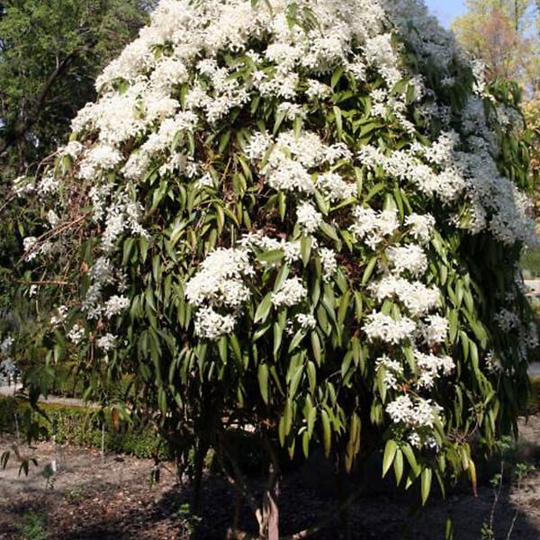 ARBORIX - Clématite de père Armand - Clematis armandii 'Apple Blossom'  - 60-80 cm pot - large