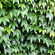 ARBORIX - 2 x Vigne vierge Japonaise - Parthenocissus 'Veitch Boskoop'  - 50-60 cm pot - vignette