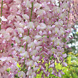 ARBORIX - Glycine du Japon 'Rosea' - Wisteria Floribunda 'Honbeni' (= 'Rosea')  - 50-60 cm pot - vignette