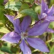 ARBORIX - 2 x Clématite 'Bagatelle' - Clematis 'Bagatelle'( =Dorothy Walton)  - 50-60 cm pot - vignette