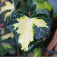ARBORIX - 2 x Lierre commun 'Goldheart' - Hedera Helix 'Goldheart'  - 50-60 cm pot - vignette
