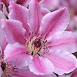 ARBORIX - 2 x Clématite 'Nelly Moser' - Clematis 'Nelly Moser'  - 50-60 cm pot - vignette