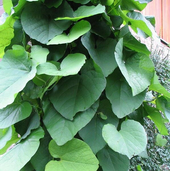ARBORIX - Pipe Allemande - Aristolochia macrophylla  - 50-60 cm pot - large