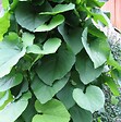ARBORIX - Pipe Allemande - Aristolochia macrophylla  - 50-60 cm pot - vignette