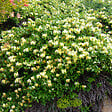 ARBORIX - 2 x Chèvrefeuille du Japon 'Halliana' - Lonicera japonica 'Halliana'  - 50-60 cm pot - vignette