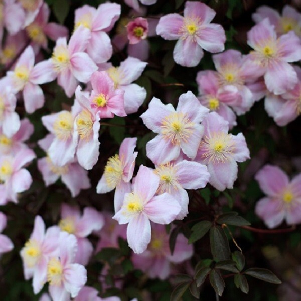 ARBORIX - 2 x Clématite des montagnes - Clematis montana 'Fragrant Spring'  - 50-60 cm pot - large