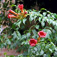 ARBORIX - 2 x Trompette de virginie - Campsis radicans 'Flamenco'  - 50-60 cm pot - vignette