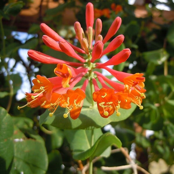 ARBORIX - 2 x Chèvrefeuille grimpant 'Dropmore Scarlet' - Lonicera brownii 'Dropmore Scarlet'  - 50-60 cm pot - large