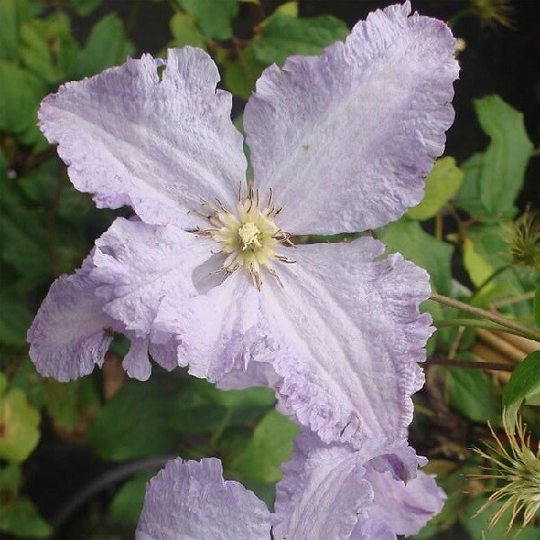 ARBORIX - 2 x Clématite 'Blekitny Aniol' - Clematis 'Blekitny Aniol'  - 50-60 cm pot - large