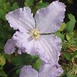 ARBORIX - 2 x Clématite 'Blekitny Aniol' - Clematis 'Blekitny Aniol'  - 50-60 cm pot - vignette