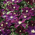ARBORIX - 2 x Clématite 'Warszawska Nike' - Clematis 'Warszawska Nike'  - 50-60 cm pot - vignette