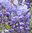 ARBORIX - Glycine de chine 'Prolific' - Wisteria Sinensis 'Prolific'  - 50-60 cm pot - vignette