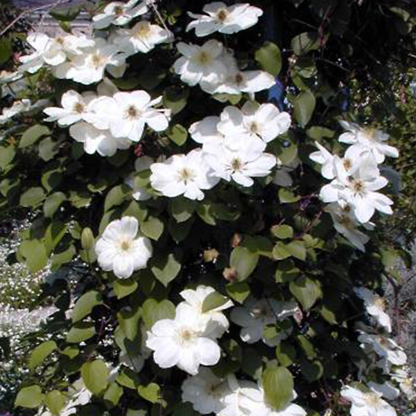ARBORIX - 2 x Clématite 'Mevrouw Le Coultre' - Clematis 'Mevrouw Le Coultre'  - 50-60 cm pot - large