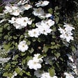 ARBORIX - 2 x Clématite 'Mevrouw Le Coultre' - Clematis 'Mevrouw Le Coultre'  - 50-60 cm pot - vignette
