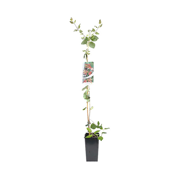 ARBORIX - 2 x Chèvrefeuille du Japon - Lonicera periclymenum 'Belgica Select'  - 50-60 cm pot - large