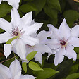 ARBORIX - 2 x Clématite 'Snow Queen' - Clematis 'Snow Queen'  - 50-60 cm pot - vignette