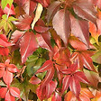 ARBORIX - 2 x Vigne vierge de virginie - Parthenocissus Quinquefolia  - 50-60 cm pot - vignette