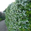 ARBORIX - Jasmin étoilé - Trachelospermum Jasminoides  - 50-60 cm pot - vignette