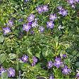 ARBORIX - 2 x Clématite 'Mrs Cholmondeley' - Clematis 'Mrs Cholmondeley'  - 50-60 cm pot - vignette