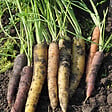 ARBORIX - Carottes Purple Haze F1 - Ca. 1 gr (Livraison Gratuite) - vignette