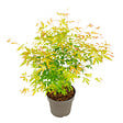 PLANT IN A BOX - Érable du Japon - Acer palmatum 'Orange Lace' - Hauteur 60-70cm - ⌀19cm - vignette