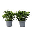 PLANT IN A BOX - Jasmin du Cap - Set de 2 - Gardenia jasminoides - Hauteur 20-30cm - ⌀13cm - vignette