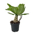 PLANT IN A BOX - Palmier hawaïen - Brighamia insignis - Hauteur 25-35cm - Pot 12cm - vignette