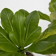 PLANT IN A BOX - Palmier hawaïen - Brighamia insignis - Hauteur 25-35cm - Pot 12cm - vignette