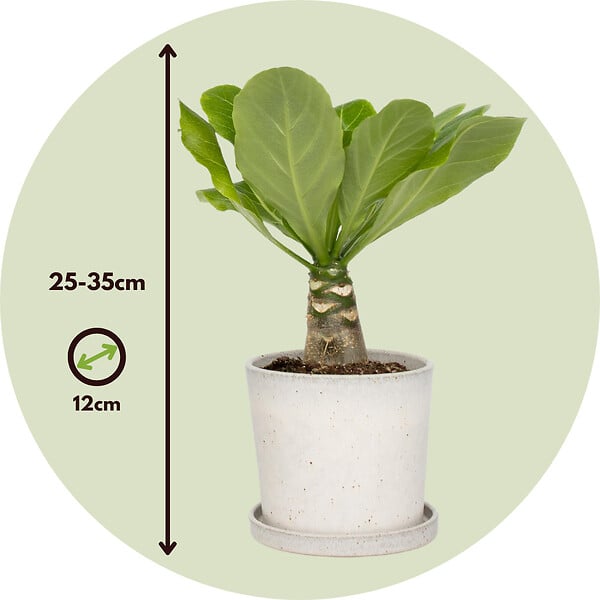 PLANT IN A BOX - Palmier hawaïen - Brighamia insignis - Hauteur 25-35cm - Pot 12cm - large
